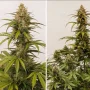 Cannabis seeds Auto Melonade Runtz® NEW! from Dutch Passion
